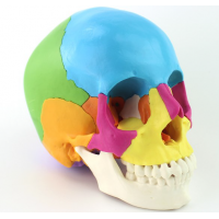 Coloured Skull, details, 22 parts